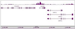 Histone H3K4ac Polyclonal Antibody, Active Motif 200 &mu;L; Unconjugated:Antibodies,
