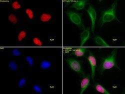 Histone H3K4ac Polyclonal Antibody, Active Motif 200 &mu;L; Unconjugated:Antibodies,