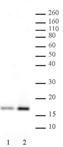 Histone H3K4ac Polyclonal Antibody, Active Motif 200 &mu;L; Unconjugated:Antibodies,