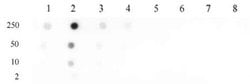 Histone H4K31me1 Polyclonal Antibody, Active Motif:Antibodies:Primary Antibodies