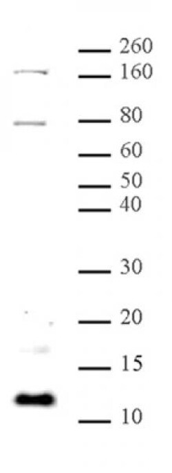 Histone H4K31me1 Polyclonal Antibody, Active Motif:Antibodies:Primary Antibodies
