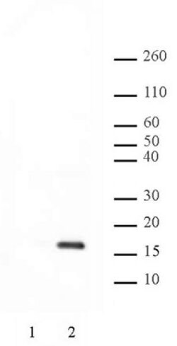 Histone H2AT120ph Polyclonal Antibody, Active Motif:Antibodies:Primary