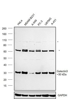 Invitrogen Galectin 3 Monoclonal Antibody (ZG001) 100 &mu;g; Unconjugated:Antibodies,