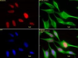 HDAC2 Monoclonal Antibody (3F3), Active Motif 10 &mu;L; Unconjugated:Antibodies,