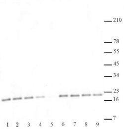 Histone H3K27me2me3 Monoclonal Antibody (7B11), Active Motif 100 &mu;g;
