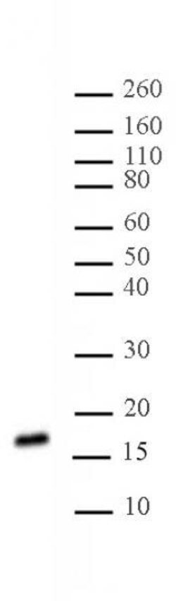 Histone H3K27me2me3 Monoclonal Antibody (7B11), Active Motif 100 &mu;g;