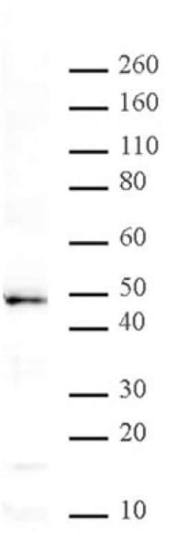 MBD2 Polyclonal Antibody, Active Motif 10 &mu;L; Unconjugated:Antibodies,