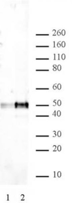 p53 Monoclonal Antibody (DO1), Active Motif 200 &mu;g; Unconjugated:Antibodies,