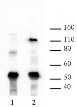 HIRA Monoclonal Antibody (WC15), Active Motif 100 &mu;g; Unconjugated:Antibodies,