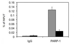 PARP-1 N-terminal Polyclonal Antibody, Active Motif 50 &mu;L; Unconjugated:Antibodies,