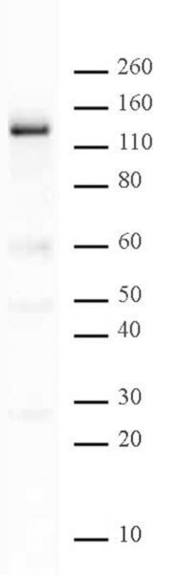 PARP-1 N-terminal Polyclonal Antibody, Active Motif 50 &mu;L; Unconjugated:Antibodies,