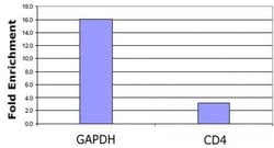 Histone H3K79ac Polyclonal Antibody, Active Motif 10 &mu;L; Unconjugated:Antibodies,