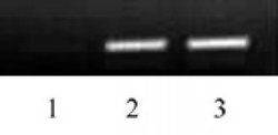 Histone H3K79ac Polyclonal Antibody, Active Motif 10 &mu;L; Unconjugated:Antibodies,