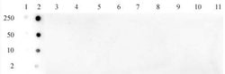 Histone H3K79ac Polyclonal Antibody, Active Motif 10 &mu;L; Unconjugated:Antibodies,