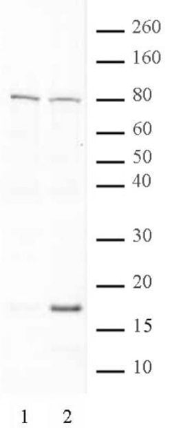 Histone H3K79ac Polyclonal Antibody, Active Motif 10 &mu;L; Unconjugated:Antibodies,