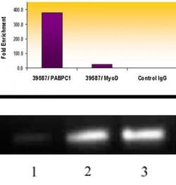 Histone H3K18ac Polyclonal Antibody, Active Motif 100 &mu;L; Unconjugated:Antibodies,