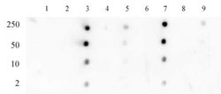 Histone H3K18ac Polyclonal Antibody, Active Motif 100 &mu;L; Unconjugated:Antibodies,