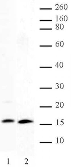 Histone H2A, C-terminal Polyclonal Antibody, Active Motif 200 &mu;L; Unconjugated:Antibodies,