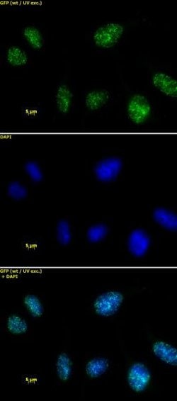 HMGA1 Polyclonal Antibody, Active Motif 100 &mu;L; Unconjugated:Antibodies,