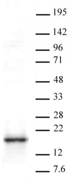 HMGA1 Polyclonal Antibody, Active Motif 100 &mu;L; Unconjugated:Antibodies,