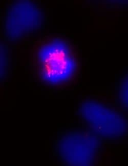 CENP-E Monoclonal Antibody (1H12), Active Motif:Antibodies:Primary Antibodies
