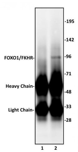 FOXO1/FKHR Polyclonal Antibody, Active Motif 200 &mu;L; Unconjugated:Antibodies,