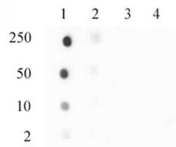 Histone H3.3S31ph Polyclonal Antibody, Active Motif 10 &mu;L | Buy Online | Active Motif | Fisher Scientific