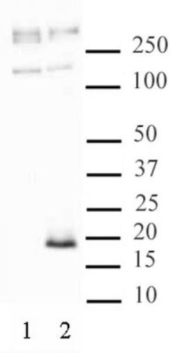 Histone H3.3S31ph Polyclonal Antibody, Active Motif 10 &mu;L | Buy Online | Active Motif | Fisher Scientific