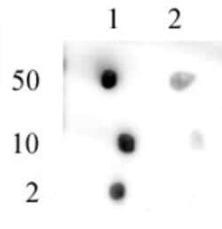 Pht1 / Histone H2A.Zac (pan-acetyl) Polyclonal Antibody, Active Motif 100