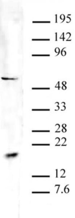 Pht1 / Histone H2A.Zac (pan-acetyl) Polyclonal Antibody, Active Motif 100