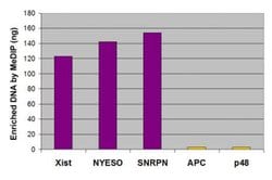 5-Methylcytosine (5-mC) Mouse anti-Human, Clone: 33D3, Active Motif 50