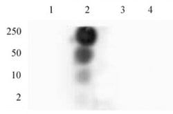 Phospho-HP1 gamma (Ser93) Polyclonal Antibody, Active Motif 10 &mu;L | Buy Online | Active Motif | Fisher Scientific