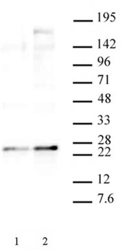 Phospho-HP1 gamma (Ser93) Polyclonal Antibody, Active Motif 10 &mu;L | Buy Online | Active Motif | Fisher Scientific