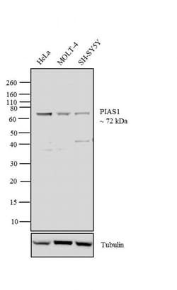 Invitrogen PIAS1 Monoclonal Antibody (ZP008) 100 &mu;g; Unconjugated:Antibodies,