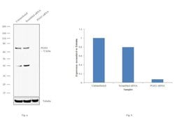 Invitrogen PIAS1 Monoclonal Antibody (ZP008) 100 &mu;g; Unconjugated:Antibodies,