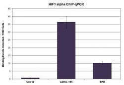HIF-1 alpha Polyclonal Antibody, Active Motif 10 &mu;L; Unconjugated:Antibodies,