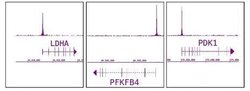 HIF-1 alpha Polyclonal Antibody, Active Motif 10 &mu;L; Unconjugated:Antibodies,
