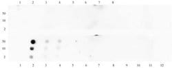 Histone H3K18me1 Polyclonal Antibody, Active Motif:Antibodies:Primary Antibodies
