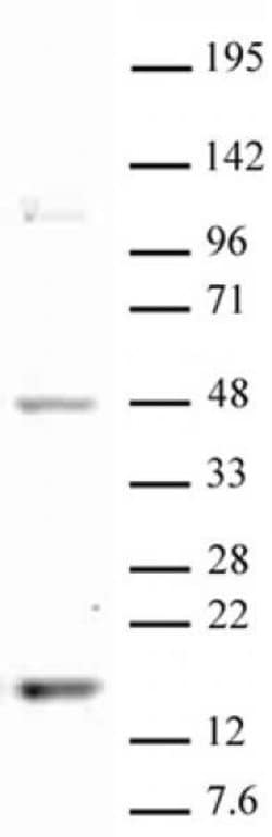 Histone H3K18me1 Polyclonal Antibody, Active Motif:Antibodies:Primary Antibodies