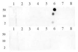 Histone H3R8me1 Polyclonal Antibody, Active Motif:Antibodies:Primary Antibodies