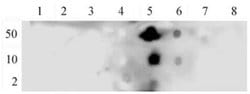 Active Motif Phospho-NFkB p65 (Ser536) Polyclonal Antibody:Antibodies:Primary