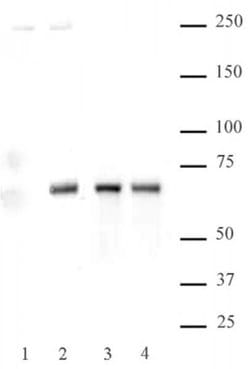 Active Motif Phospho-NFkB p65 (Ser536) Polyclonal Antibody:Antibodies:Primary