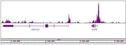 Histone H3K27ac Monoclonal Antibody (MABI 0309), Active Motif 100 &mu;g;