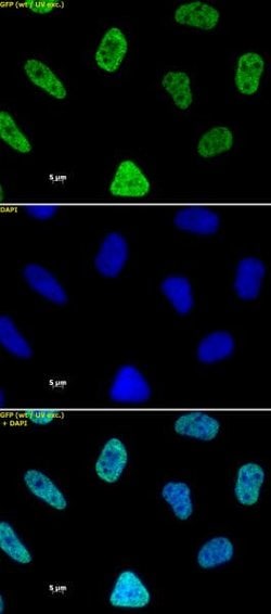 Histone H3K27ac Monoclonal Antibody (MABI 0309), Active Motif 100 &mu;g;