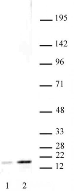Histone H3K27ac Monoclonal Antibody (MABI 0309), Active Motif 100 &mu;g;