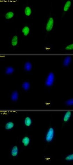 Histone H2A.X Polyclonal Antibody, Active Motif 100 &mu;L; Unconjugated:Antibodies,
