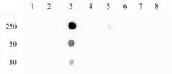 Phospho-NFkB p65 (Ser529) Polyclonal Antibody, Active Motif:Antibodies:Primary