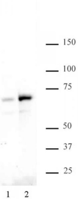 Phospho-NFkB p65 (Ser529) Polyclonal Antibody, Active Motif:Antibodies:Primary