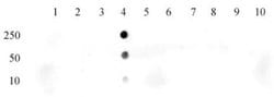 Histone H3K18ac Polyclonal Antibody, Active Motif:Antibodies:Primary Antibodies