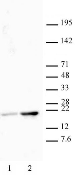 Histone H3K18ac Polyclonal Antibody, Active Motif:Antibodies:Primary Antibodies